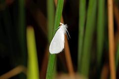 Tipanaea patulella