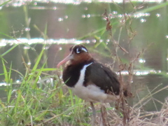 Rostratula benghalensis