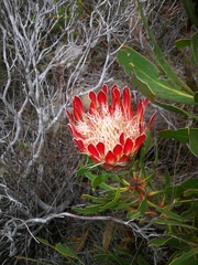 Protea obtusifolia