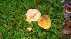 Pseudoboletus parasiticus