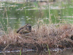 Rostratula benghalensis