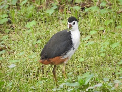 Amaurornis phoenicurus