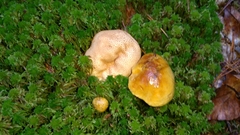 Pseudoboletus parasiticus