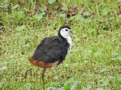 Amaurornis phoenicurus