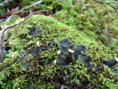 Peltigera neckeri