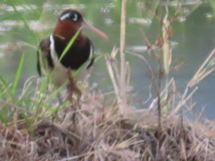 Rostratula benghalensis