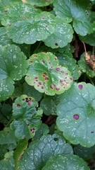 Puccinia glechomatis