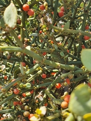 Viscum rotundifolium