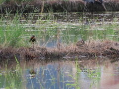 Rostratula benghalensis