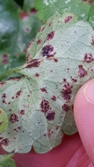 Puccinia glechomatis