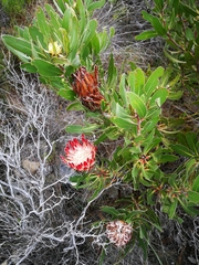 Protea obtusifolia