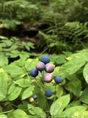 Caulophyllum thalictroides