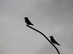 Hirundo tahitica