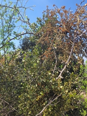 Viscum rotundifolium