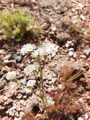 Daucus setifolius