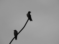 Hirundo tahitica
