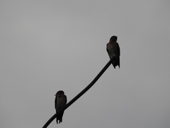 Hirundo tahitica