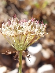 Daucus setifolius