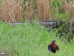 Rostratula benghalensis