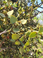 Viscum rotundifolium