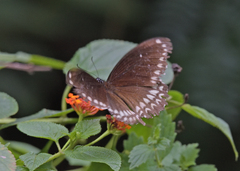 Papilio dravidarum