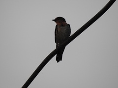 Hirundo tahitica