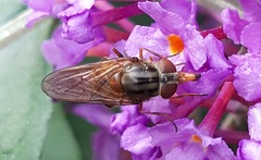 Rhingia rostrata