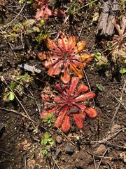 Drosera bulbosa