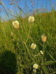 Trifolium montanum