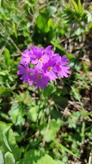 Primula algida