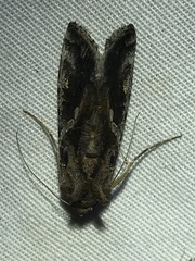 Chrysodeixis includens