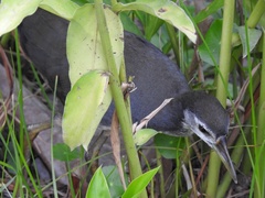 Amaurornis phoenicurus