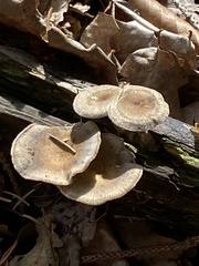 Lentinus substrictus