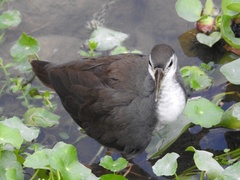 Amaurornis phoenicurus