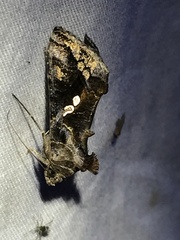 Chrysodeixis includens