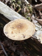Lentinus substrictus