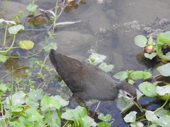 Amaurornis phoenicurus