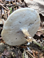 Lentinus substrictus