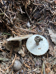 Lentinus substrictus