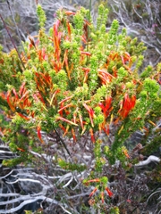 Erica coccinea