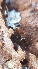 Leptothorax acervorum