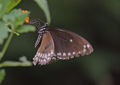 Papilio dravidarum