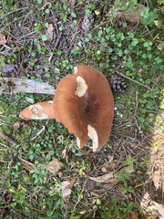 Lactifluus volemus