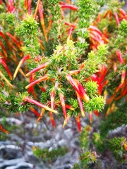 Erica coccinea