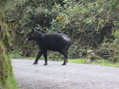 Tapirus pinchaque
