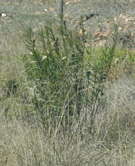 Gomphocarpus fruticosus