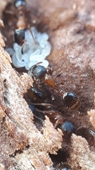Leptothorax acervorum