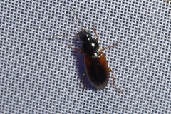 Stenolophus mixtus
