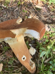 Lactifluus volemus