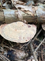 Hapalopilus rutilans